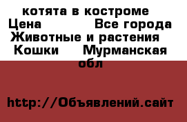 котята в костроме › Цена ­ 2 000 - Все города Животные и растения » Кошки   . Мурманская обл.